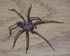 Eratigena sp.
